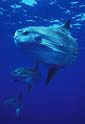 Oceanic Sunfish - MOLA MOLA - Diving Bali