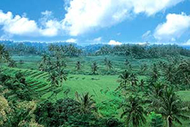 Bali Taman Wana Villas - Ricefields